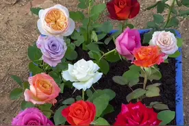 给大家介绍几个很优秀的切花玫瑰品种。开花实拍，这样介绍喜欢吗？#我的花花世界 #爱种花 #月季视频封面