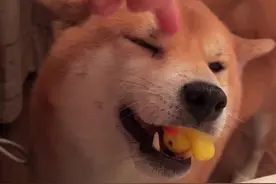 主人怀孕，小狗狗第一个知道吗？#主人怀孕后宠物的反应