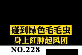 高能预警，看不了的请快跑#毛毛虫 #皮肤 #科普 视频封面