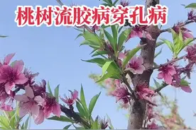 桃树穿孔病，流胶病。桃子蛀虫，芽虫，金龟子等一些病虫害用药方法，方法一，吡虫啉+中生菌素+苯醚甲环唑+氯氟氰菊酯。方法二啶虫咪+阿维菌素+喹啉铜+甲基托布津。以上方法二选一#果树管理 #一份耕耘一份收获 #紫桃 视频封面