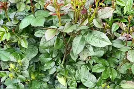 月季底部叶片发黄的原因#月季