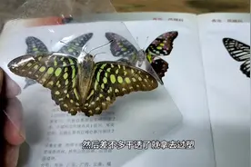 从书本里翻出二十五年前的蝴蝶标本，再也回不去那个年代了。视频封面