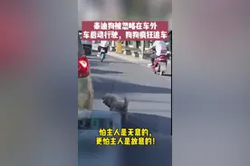 #泰迪狗被忽略在车外 车启动行驶，狗狗疯狂追车！怕主人是无意的，更怕主人是故意的！视频封面
