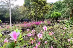唔使坐車，唔使行遠，后花園行一圈，春暖花開，惬意时光视频封面