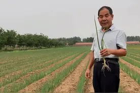 大葱    蓟马#农业视频封面