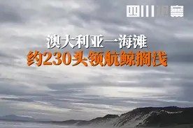 当地时间9月21日，澳大利亚塔斯马尼亚州附近海滩约230头鲸搁浅，当地正在救援中。视频封面