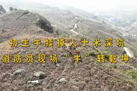 #消防员救牛记 初生牛犊掉入十米深坑，为了引出小牛视频封面