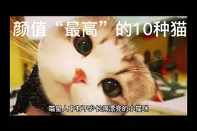 公认颜值“最高”的10种猫，有你喜欢的吗？#猫咪 #养猫人