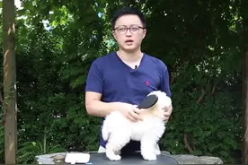 手把手教你 长毛犬的日常护理方法视频封面