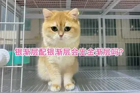 银渐层配银渐层会出金渐层吗？#萌宠 #金渐层猫 #猫 #金点渐层
