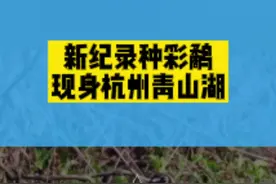 有点美！#新纪录种彩鹬（yù）身影，首次在杭州青山湖捕捉到！#寻找山水精灵