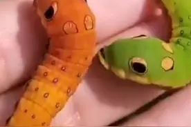 大眼萌！这是什么二次元虫子？居然长的和动画片里一模一样😂视频封面