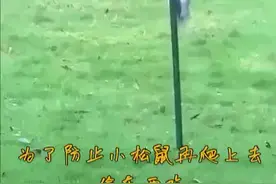 为了防止小松鼠再爬上去偷鸟居的东西吃 主人在杆子上刷了“油”视频封面