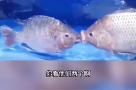 罗非鱼亲嘴接吻，哈哈，羡慕吗？#钓鱼人 #户外钓鱼 #钓鱼 #罗非鱼 