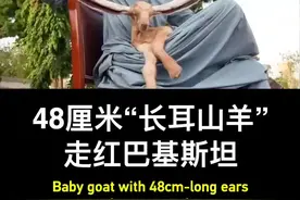 48厘米！“长耳山羊”走红巴基斯坦视频封面