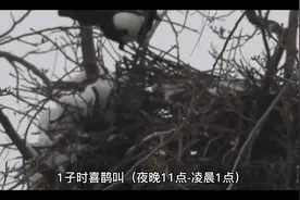 喜鹊鸣叫的时辰看吉凶视频封面