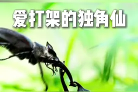 独角仙：可能是你的儿子想养在家里的第一只虫子。 #独角仙