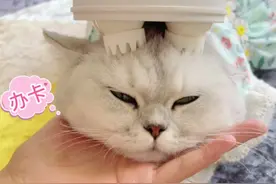 猫咪灵魂提取器，小猫咪享受的样子太可爱啦#诚实一口 #国产猫粮推荐 #滚滚和抱抱 #猫咪视频封面