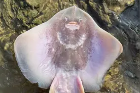 #赶海 退大潮，阿康在海边发现魔鬼鱼，还有很多海豆荚视频封面