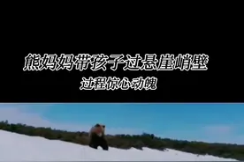 熊妈妈带孩子过悬崖峭壁，场面惊心动魄#野生动物零距离 #神奇动物在抖音 #动物世界 #精彩的动物世界 #敬畏自然 #熊孩子 视频封面