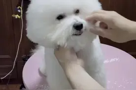 分享一个美白狗狗泪腺和黄嘴毛的实用方法，一定要试试哦#狗狗去泪痕 #比熊 #铲屎官 #泰迪 @抖音短视频