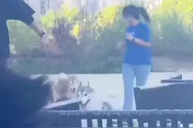 女子在狗咖想和二哈拍视频 没想到出了“交通事故”视频封面