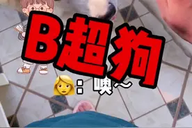 #一个成熟的狗子 想问问🐶狗说的话能信吗？#狗狗预测胎儿性别