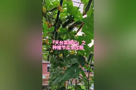 这是种节瓜的好时候！分享一下我个人种植#节瓜 的全过程，去年大家都说好吃，今年继续种！粉、甜、好吃，各种做法