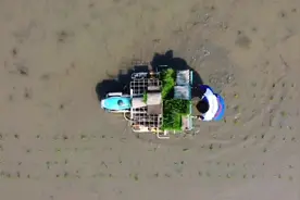 辽宁盘锦陆续开始插秧了，真是辛苦，期待秋天丰收！#乡村守护人视频封面