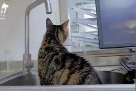 你家猫咪小腹下方有这样一坨软肉肉吗？请不要误以为这是“赘肉”