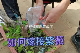 #花卉绿植 #如何嫁接紫薇  今天拍一下如何嫁接紫薇