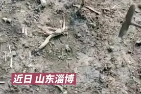 田里长出袖珍小萝卜，大哥感叹菜价为啥高。#淄博视频封面