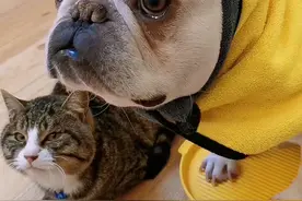 养了3只行走的“掉毛怪”，咋整？#萌宠 #搞笑视频 #法斗 #猫咪 #萌宠成精了#萌宠出道计划 视频封面