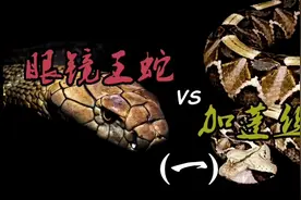 眼镜王蛇vs加蓬咝蝰