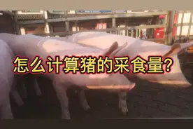 你知道100斤的猪一天能吃多少料吗？告诉你猪采食量的计算方法视频封面