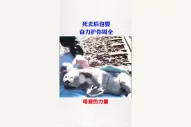 母爱的力量：一只考拉妈妈死去后，一直保持着护住育儿袋的姿势……#母亲节视频封面