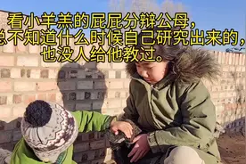 看小羊羔的屁屁分辩公母，不知道什么时候自己研究出来的视频封面