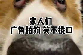 《广角拍狗》2.0#柯基 #狗狗的日常 #当狗子遇到广角镜头视频封面