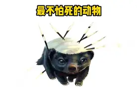 世界上最不怕死的动物，平头哥为什么谁都不怕？#野生动物零距离视频封面