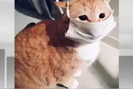 石正丽等人新研究：武汉的猫群感染了新冠病毒，可能由人传播视频封面