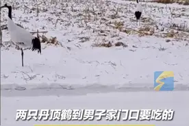 11月27日，黑龙江齐齐哈尔，两只丹顶鹤到男子家门口要吃的：“总喂总来，成常客了。”视频封面