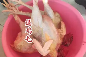 #退毛 适合每种带毛家禽，退掉羽毛的方法，建议收藏保存#退鸡毛视频封面