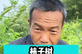 柿子树怎么嫁接？#柿子树管理#柿子苗 #果树嫁接 #三农小知识 #果树管理视频封面