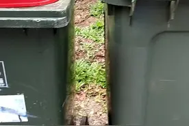 垃圾分类在澳洲家庭里已经习惯了，家家户户都有三种垃圾桶，生活垃圾、园林垃圾和可回收垃圾。视频封面