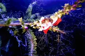 夏雪宜和温仪这对虐哭我了，他们明明离永远幸福就只差一点点#焦恩俊#何晴 #古风 #碧血剑视频封面