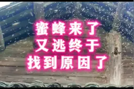 这个仓蜜蜂来了没几天又飞走，今天终于找到原因了#三农#养蜂人视频封面