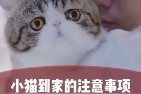 猫咪到新环境都会有应激，爱你猫咪学废怎么处理#猫咪应激 #新手养猫 @南兄南弟 @啾啾啾&小伙伴 @抖音短视频视频封面