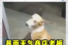 国外一商店老板暴雨中为流浪狗开门让它避雨，狗狗犹豫了一会才走进来在门口坐下@抖音短视频视频封面