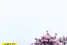 4月1日，一场春雪降临盘州乌蒙大草原，一片银装素裹，分外妖娆。正在怒放的十万亩杜鹃花，如同披上了洁白色的婚纱，绚丽多姿。视频封面