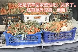 #沙棘果 沙棘健脾消食，活血化瘀视频封面